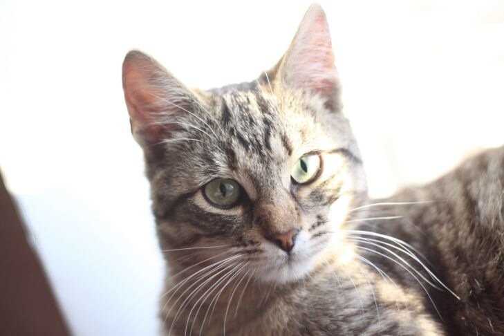 Почему кошки мурлыкают: научное объяснение и основные причины