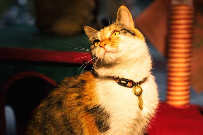 Почему коты обожают валерьянку: наука раскрывает секреты | Название сайта Почему коты обожают валерьянку: наука раскрывает секреты | Название сайта