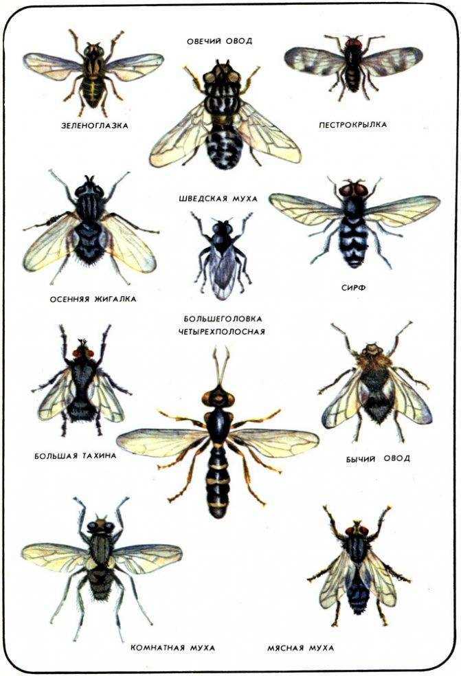 Почему мухи кусают в августе: причины и способы защиты от укусов Почему мухи кусают в августе: причины и способы защиты от укусов