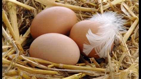 Почему не несутся куры: основные причины и решения проблемы