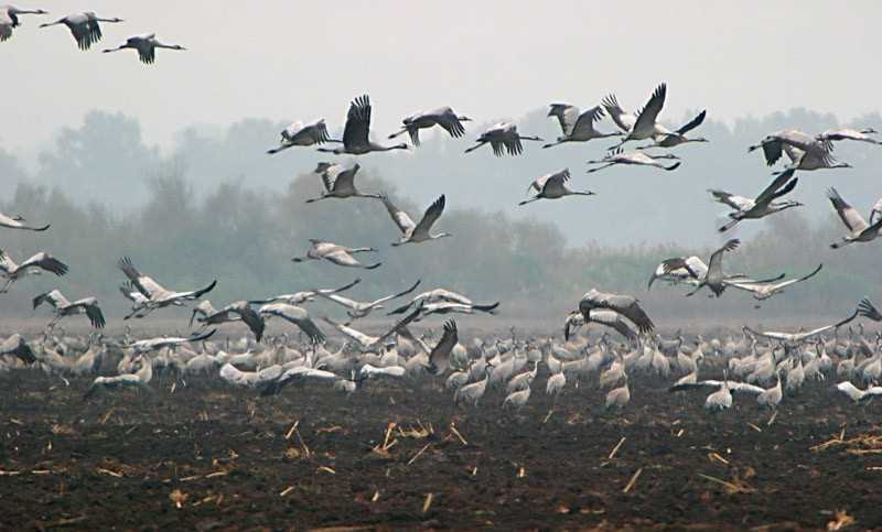 Подраздел 1: Солнце, звезды и магнитное поле: как птицы определяют направление своего лета