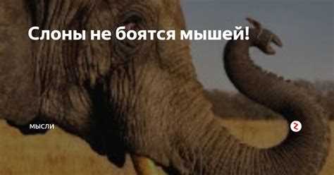 Почему слоны убегают от мышей: научное объяснение Почему слоны убегают от мышей: научное объяснение