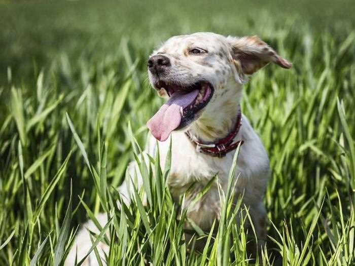 Почему собака тяжело дышит: причины и как помочь питомцу Почему собака тяжело дышит: причины и как помочь питомцу