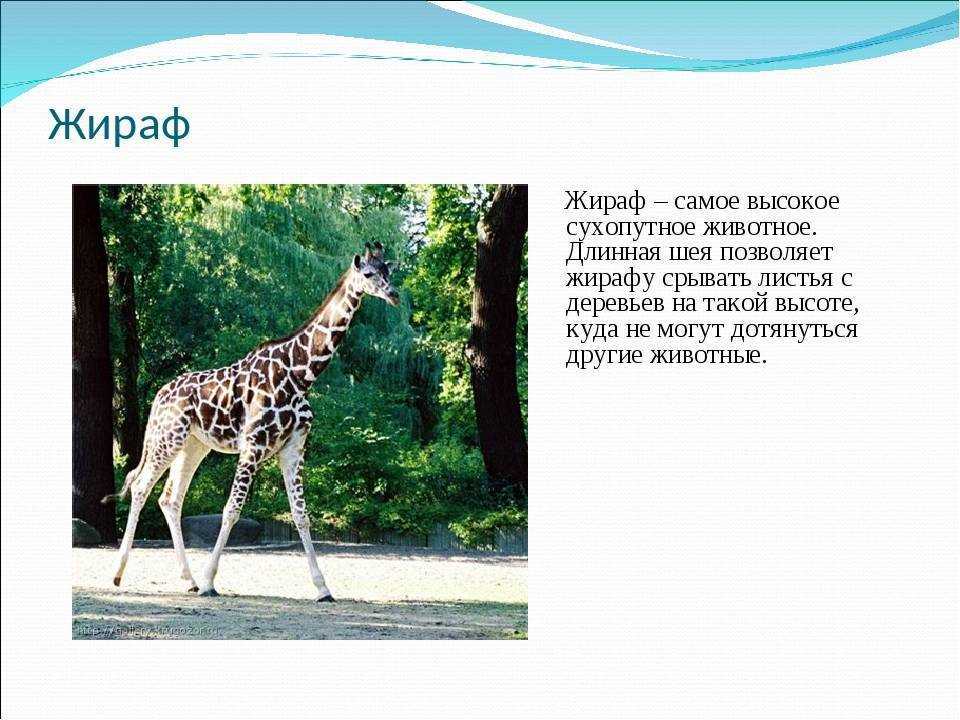 Зачем у жирафа такая длинная шея?