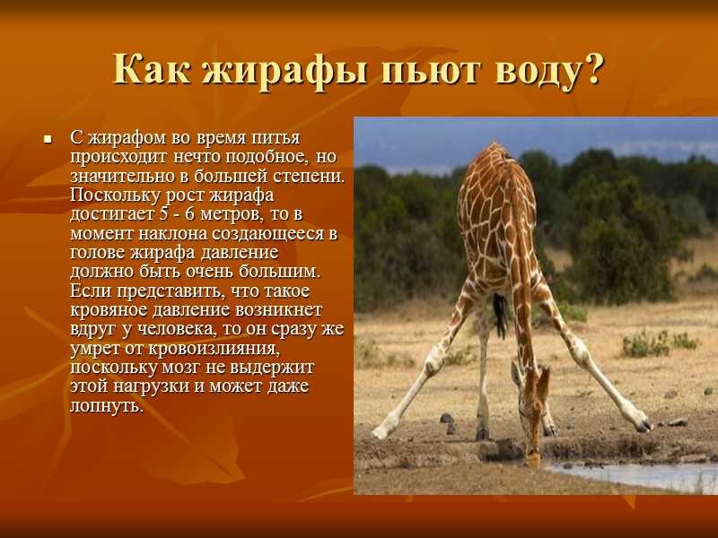 Длинная шея у жирафа позволяет избегать конкуренции за кормежу