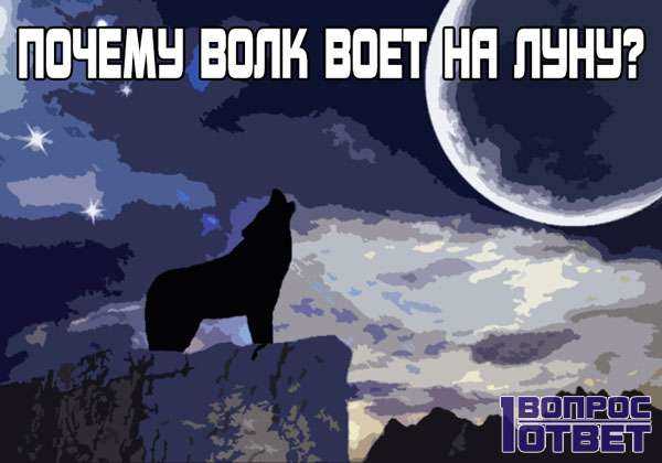 Всемирная ночь воя на луну. Зачем волки воют на луну по ночам. Почему волки воют. Почему волки воют на луну.