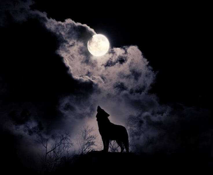 Почему волк воет на луну: знакомство с древним мифом