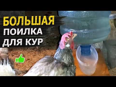 Поилки для кур: как правильно выбрать и установить  Поилки для кур: как правильно выбрать и установить