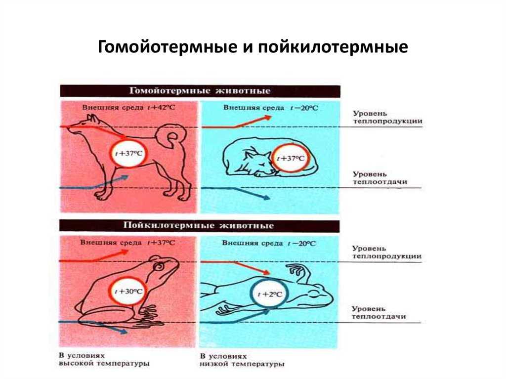 Пойкилотермные и гомойотермные животные