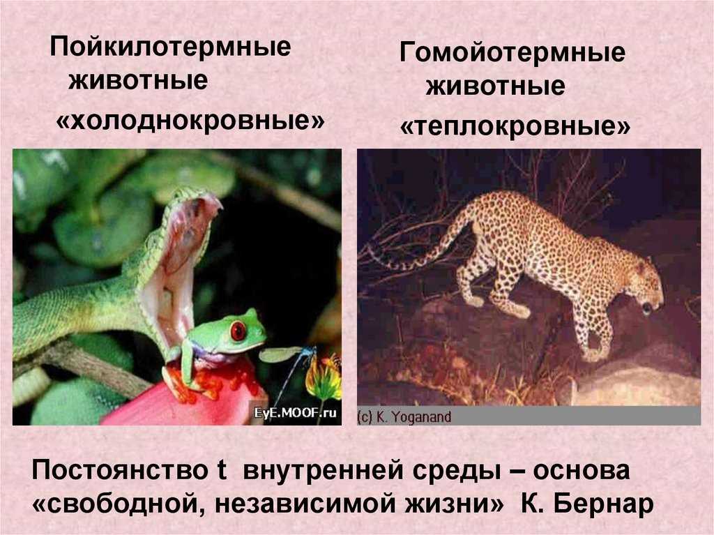 Примеры пойкилотермных животных