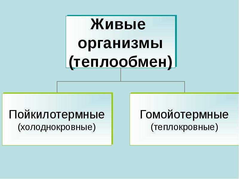 Пойкилотермные животные это