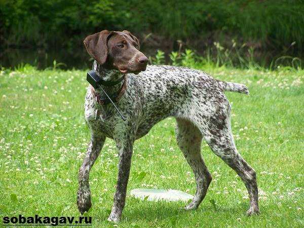 Описание внешности