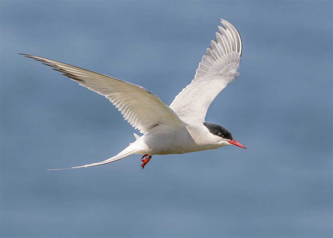 Миграция полярной крачки