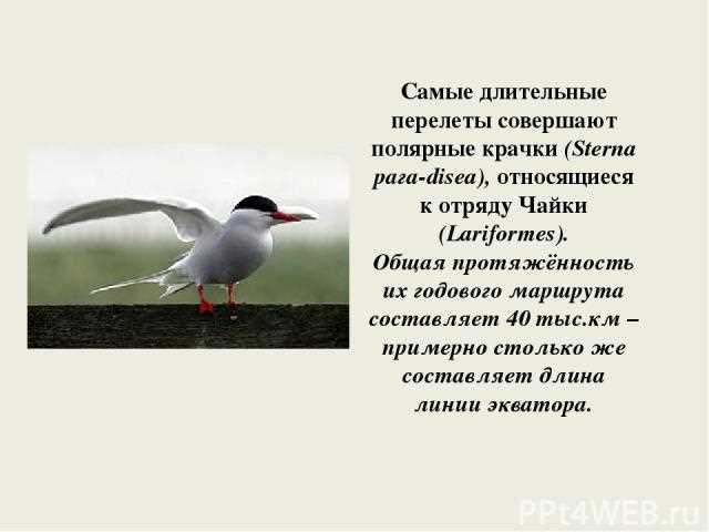 Пролетают мимо каких берегов?