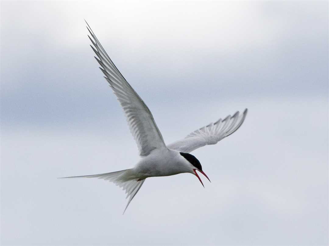 Полярная крачка осенью летит над океанами Полярная крачка осенью летит над океанами