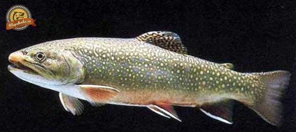 Польза и вред рыбы голец, ее особенности и места обитания