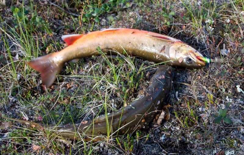 Вред рыбы голец