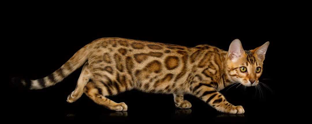 Диета и питание