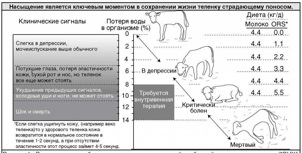 Понос у кошки: причины, симптомы и лечение Понос у кошки: причины, симптомы и лечение