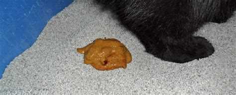 Понос у кота: причины, симптомы и лечение Понос у кота: причины, симптомы и лечение