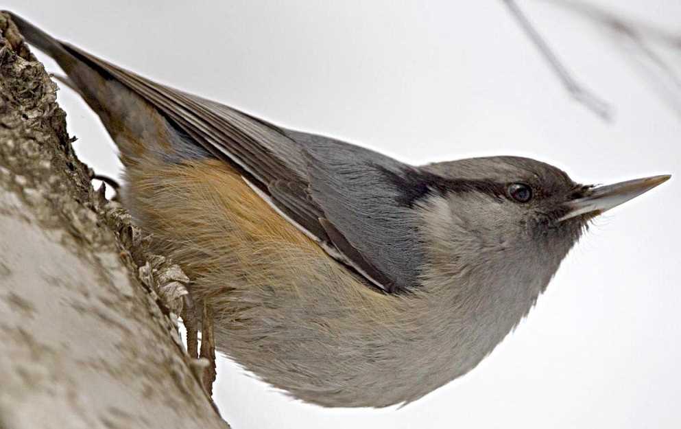 География распространения