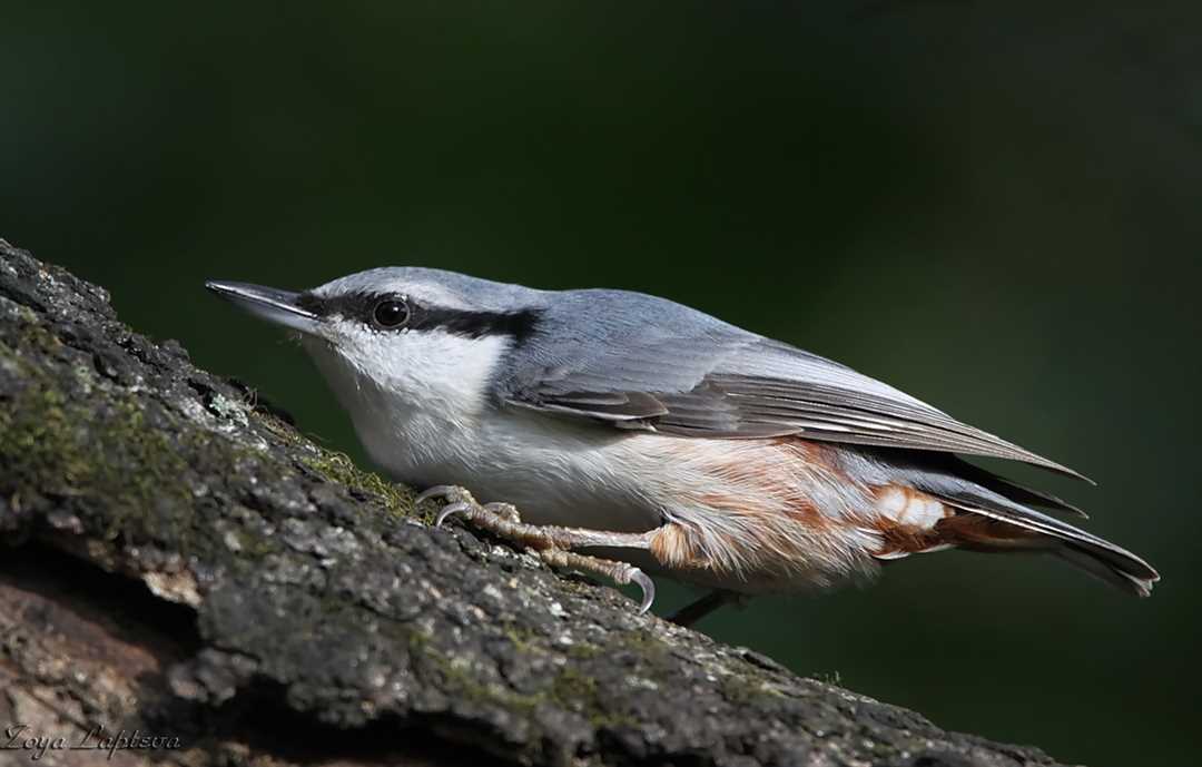 Внешность поползня