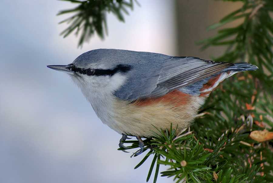 Поползень фото птица: узнай больше о внешности и особенностях