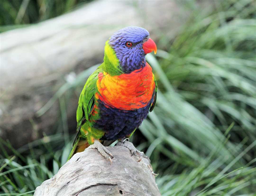 Лори попугай на фото: красота и уникальность в одном образе