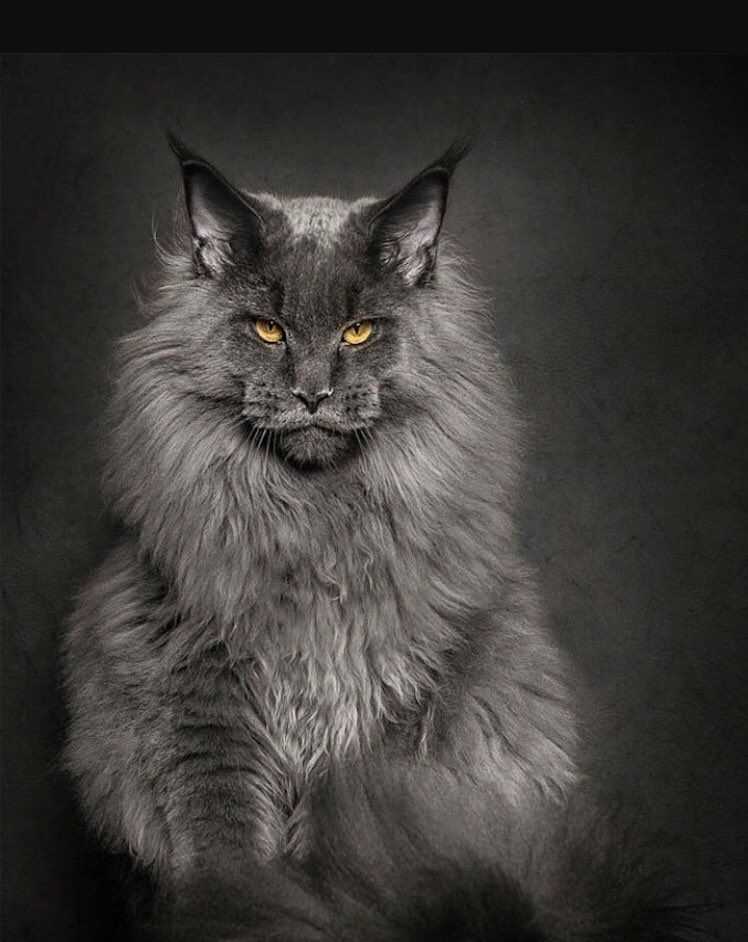 Уход за шерстью и когтями