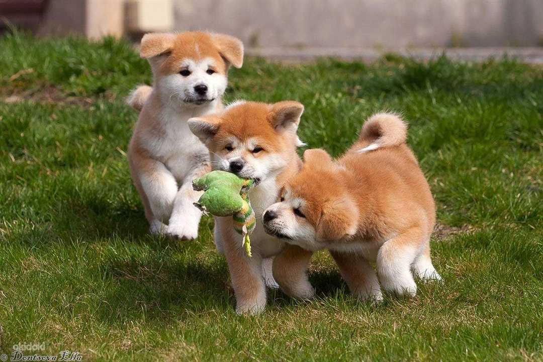 Порода собак Акита Ину по Википедии