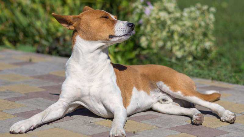 История происхождения