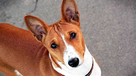 Порода собак, которые не лают: особенности и характеристики