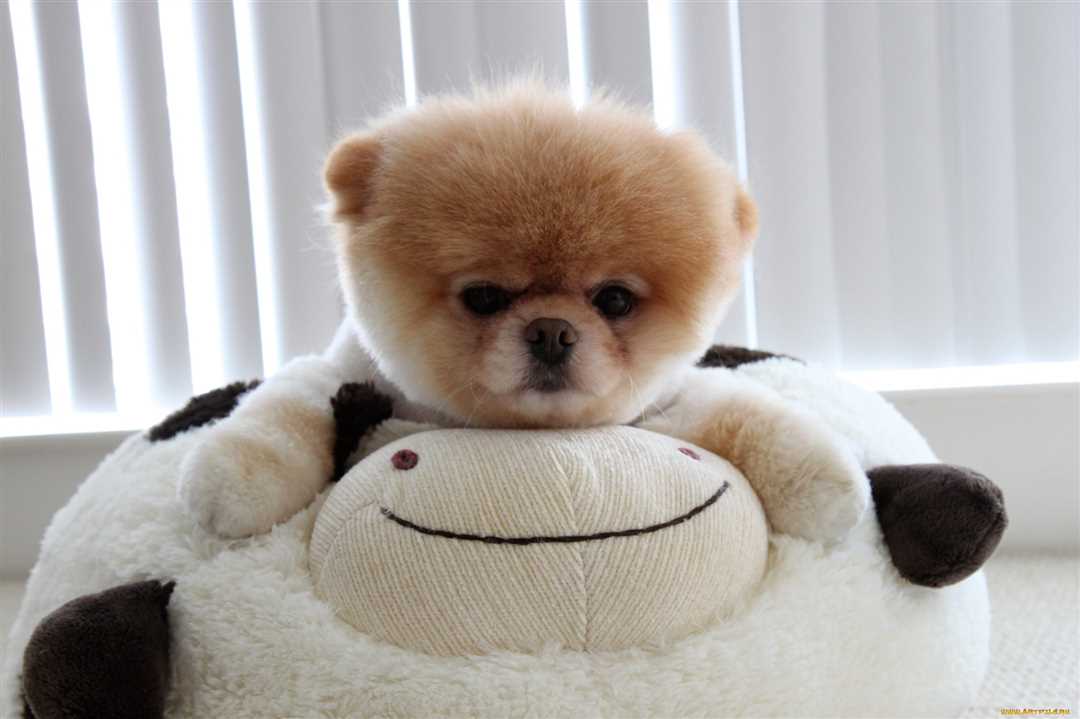 Порода собак похожая на медвежонка