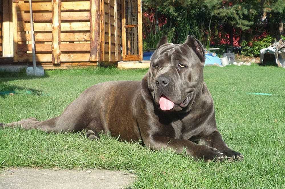 История происхождения породы албанец