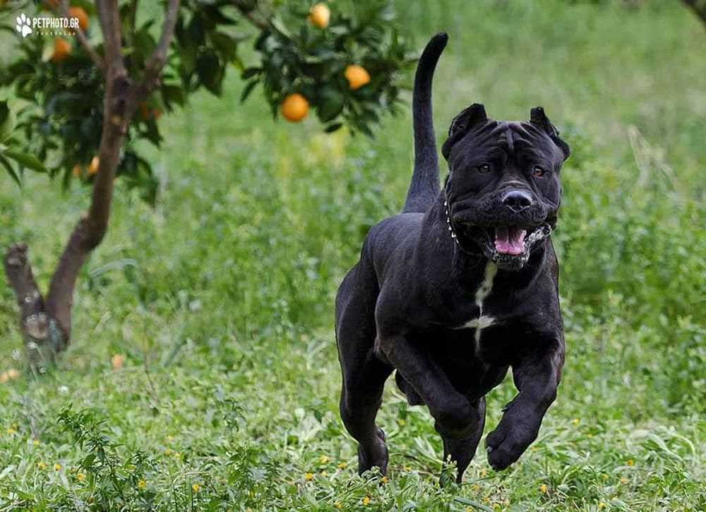Порода собаки бандог Порода собаки бандог