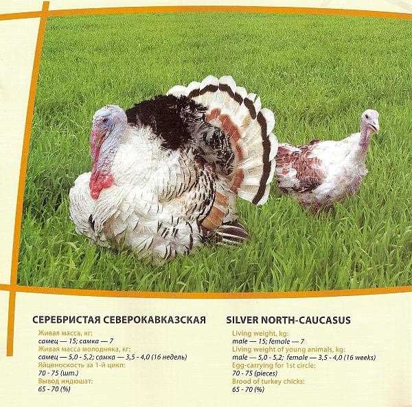 2. Бронзовые широкогрудые бройлеры