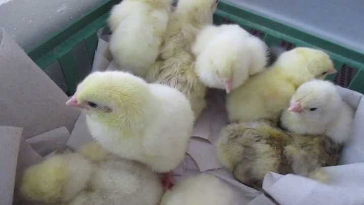 Ветеринарный контроль