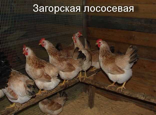 Универсальность пород