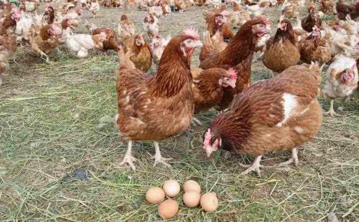 Уход и содержание