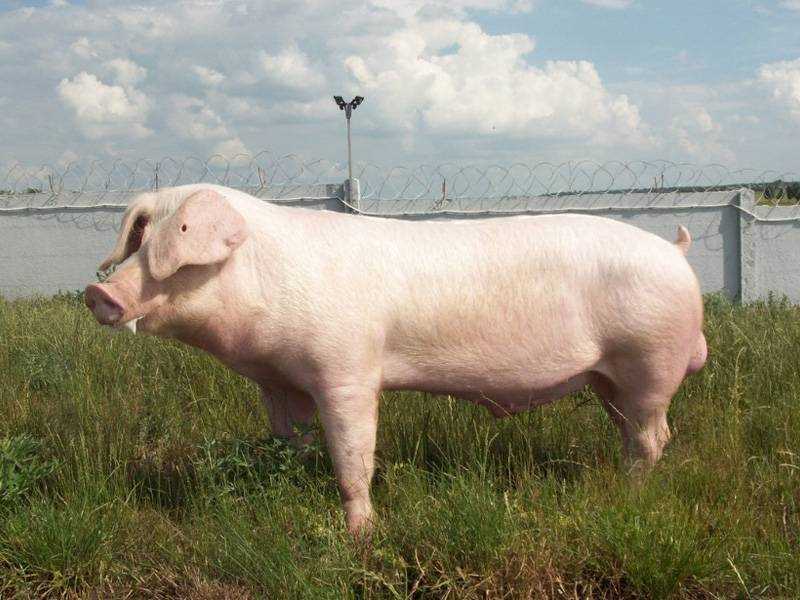 Фото представителей породы Ландрас