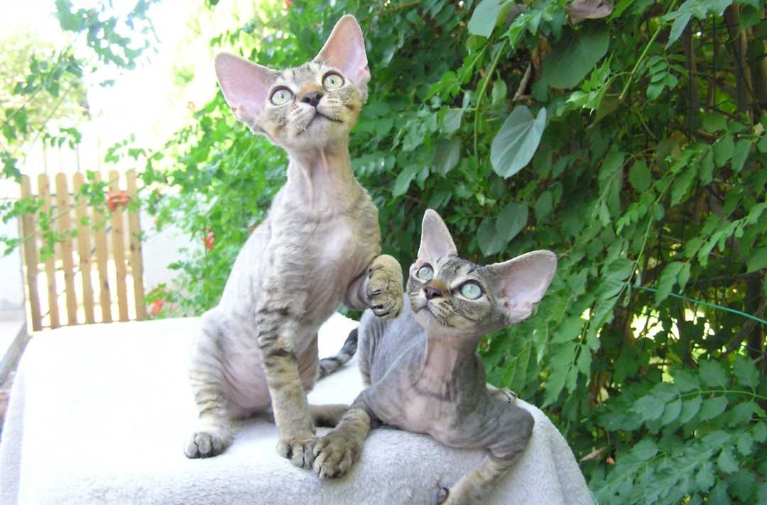 Что означают разные мяукания