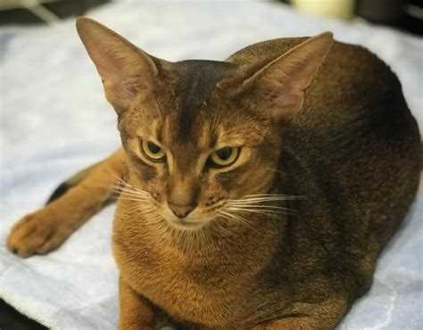 Познайте все тайны мироздания кошек: полезная информация о породах, уходе и поведении