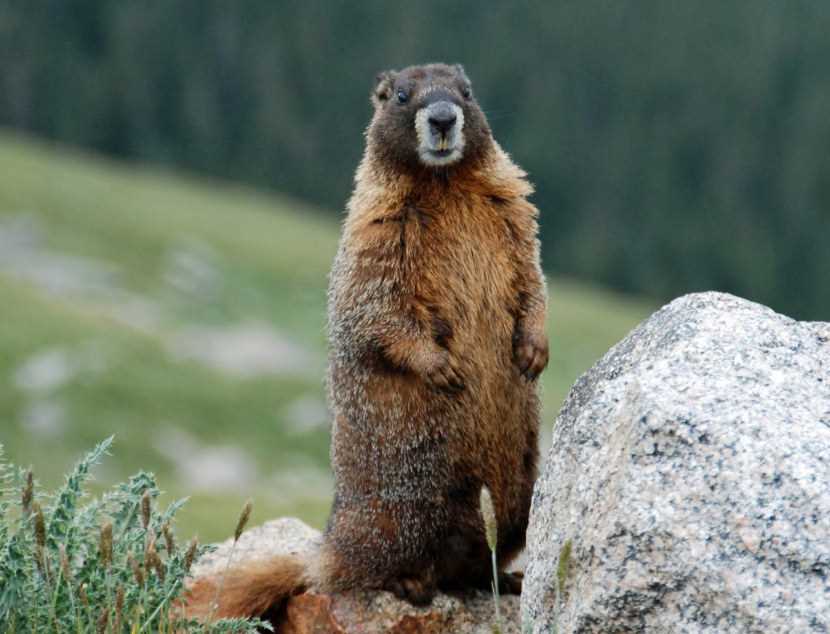 Характеристика внешнего вида