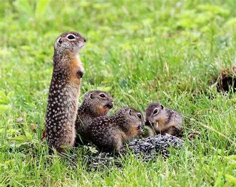 Познакомьтесь с милым и любопытным сусликом: фото животного