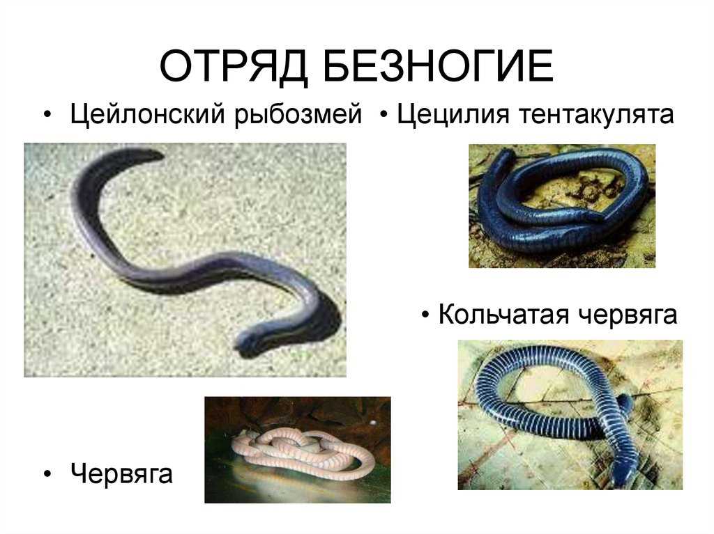 Представители класса червей Представителями какого класса являются червяги