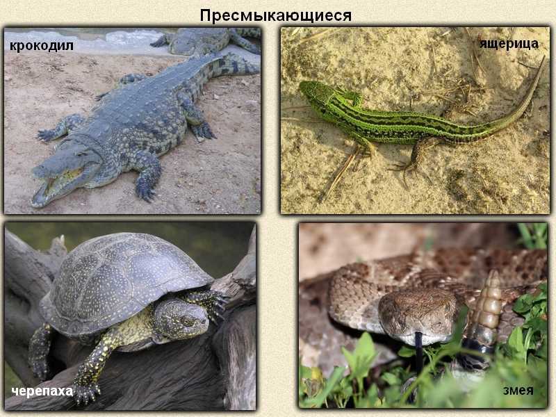 Пресмыкающиеся земноводные