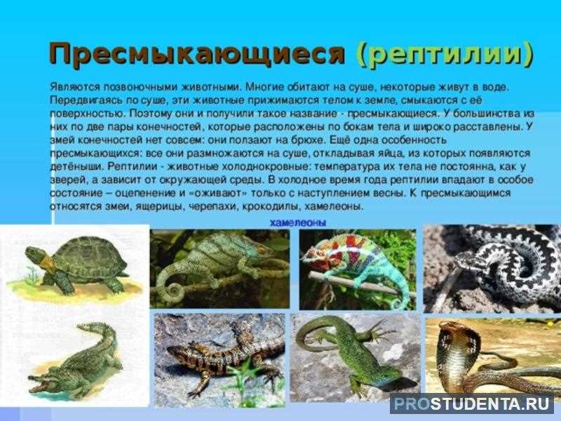 Сколько видов пресмыкающихся существует?