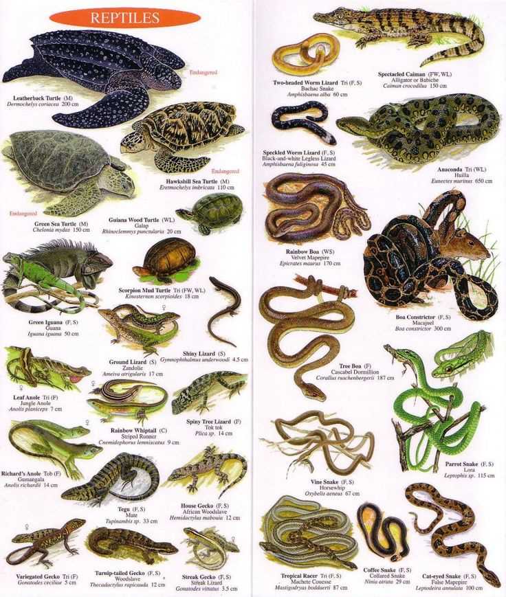 Пресмыкающиеся - это какие животные список Пресмыкающиеся это какие животные список