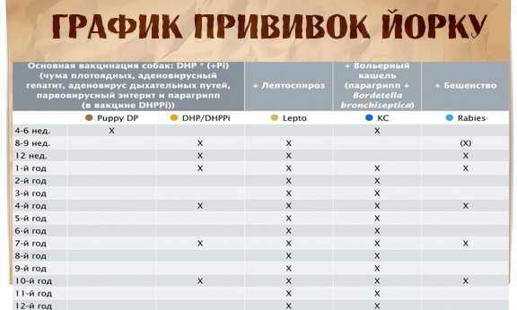 Прививки для собак по возрасту: таблица и расписание