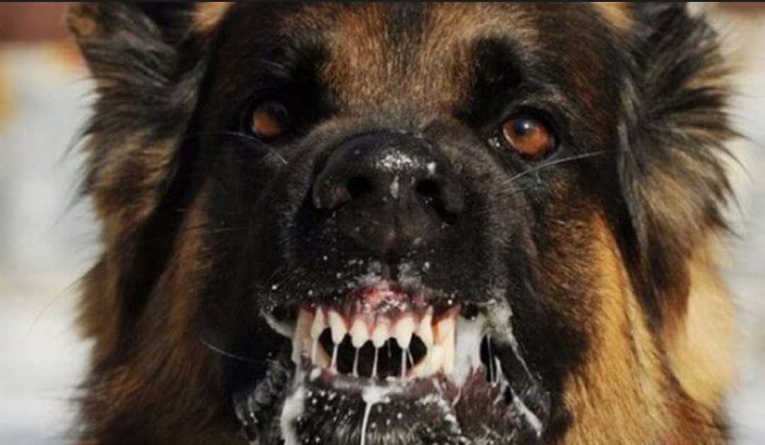 Понимание бешенства у собак